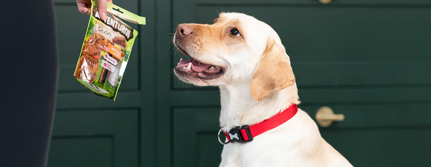 Best puppy treats for golden retrievers sale